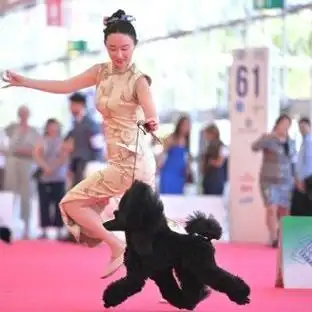 世界杯赛场外快递员小狗意外爆红，体坛众星争相“蹭热度”